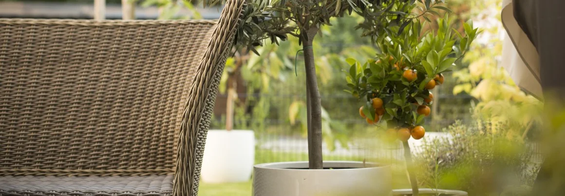 Gartenmöbel und mediterrane Pflanzen